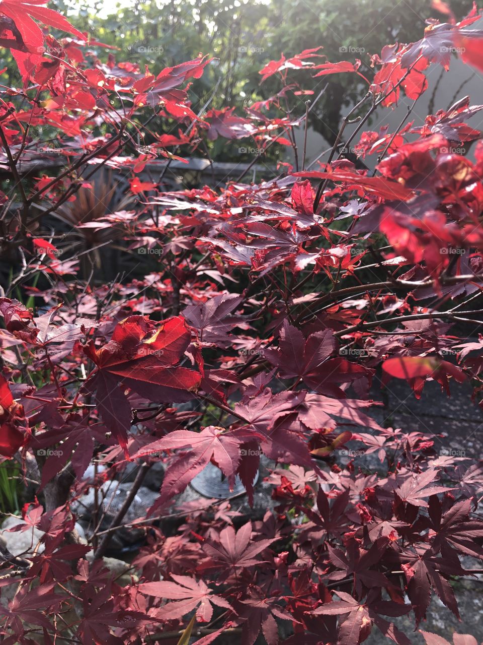 An acre tree presenting a mass of glorious color.