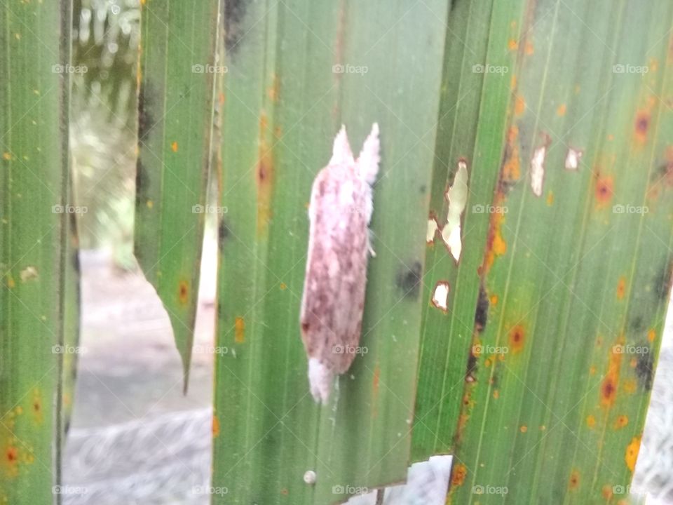 a butterfly the comes from a caterpillar