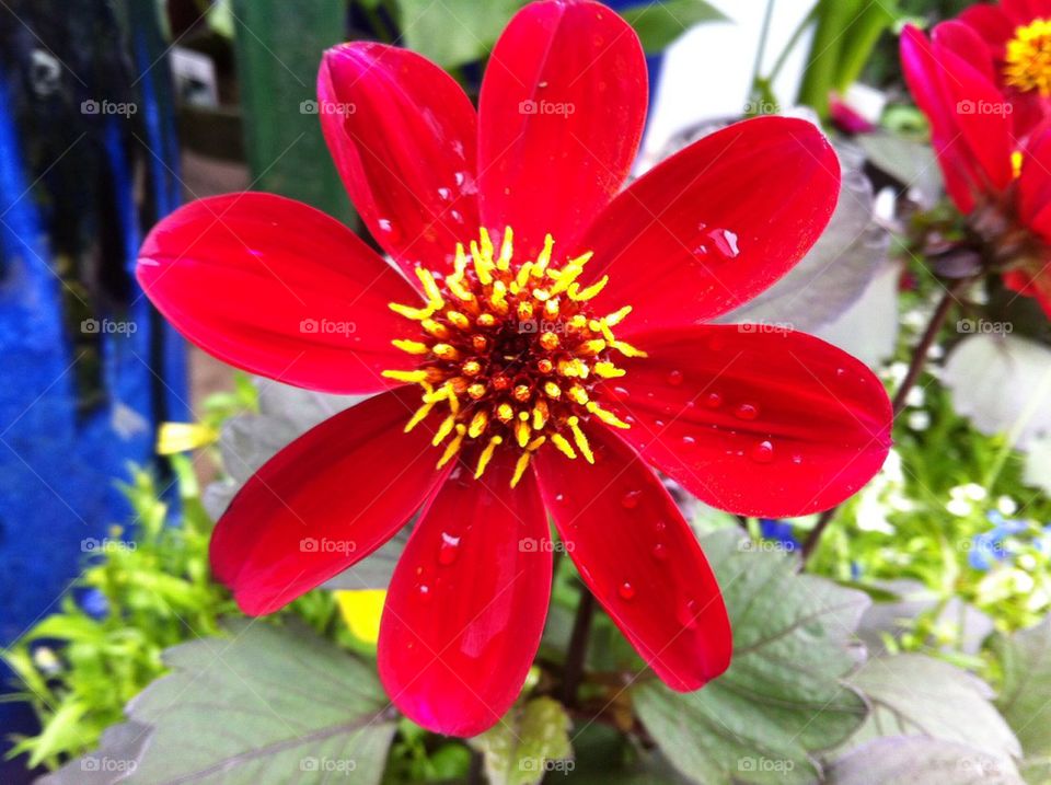 Red flower