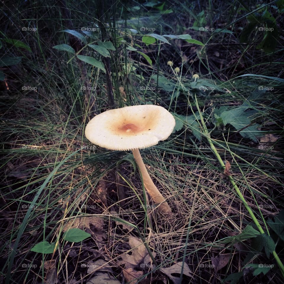 Shroom
