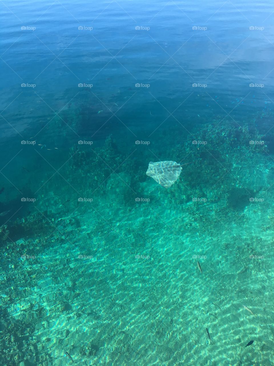 Morning stingray in Tahiti
