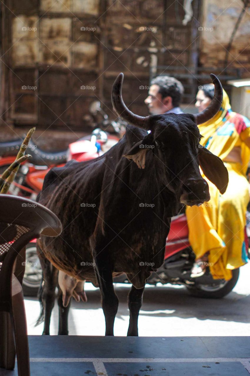 Cow begging in the restaurant