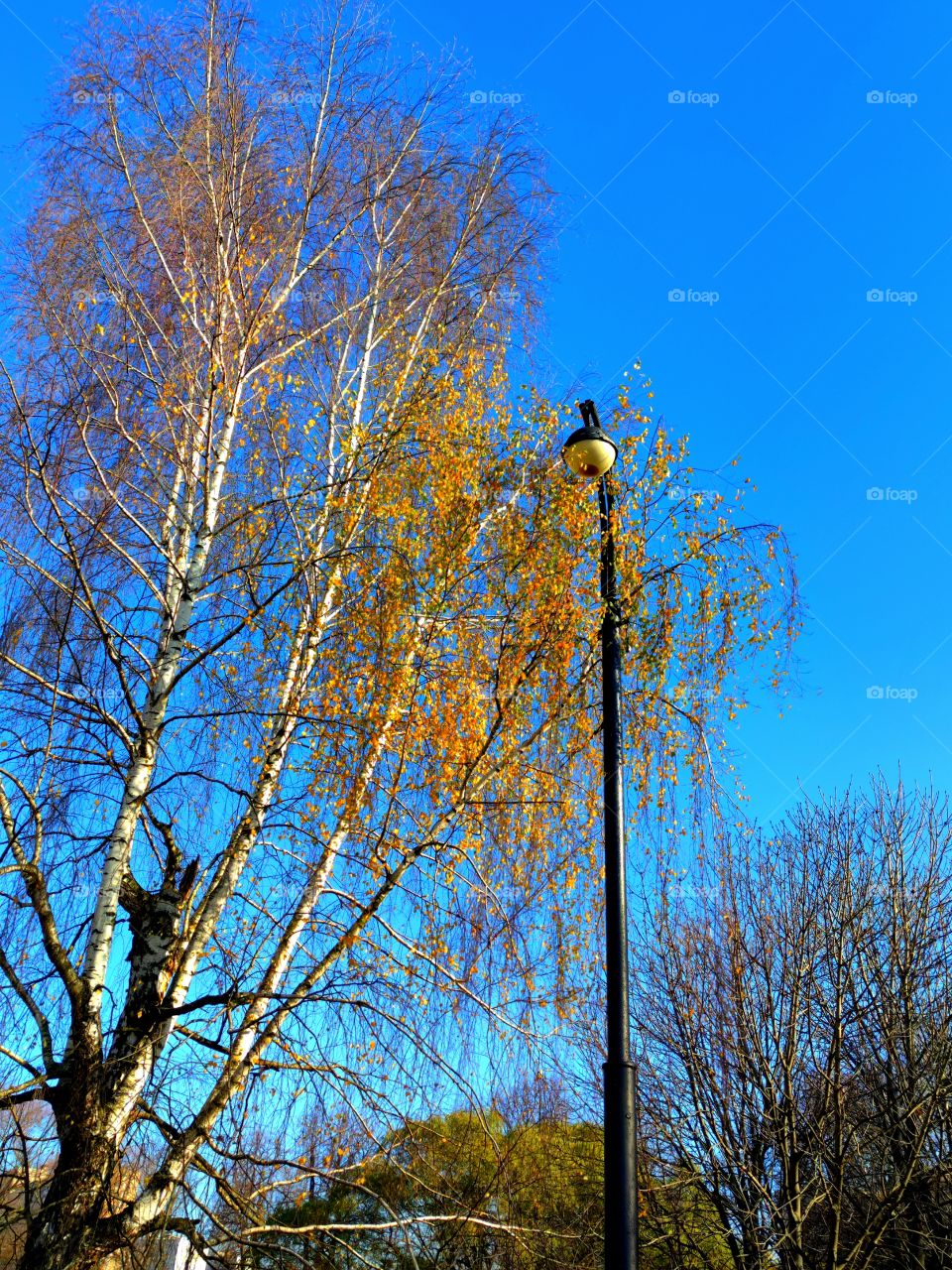 A park.  Late fall.  Street lamp and birch with leftover yellow leaves