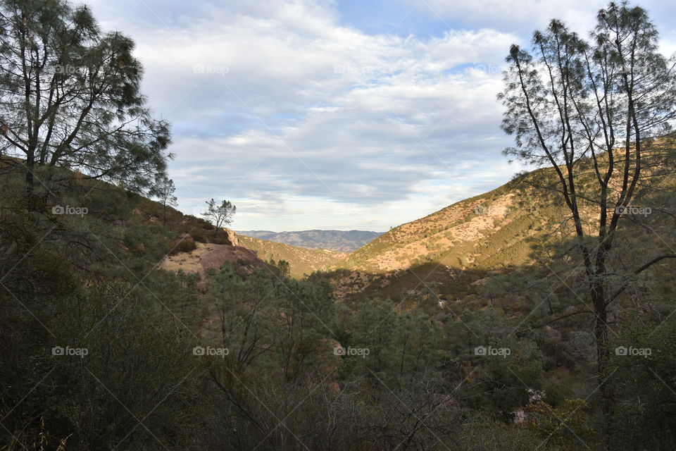 California vegetation