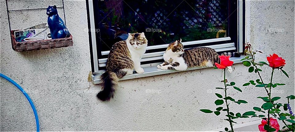 And here they are both, sitting on the windowsill: „Linda“ with the fluffy tail to the left and her brother „Roukey“ on the right. They are enjoying the last few days of warm weather in October 2023. Hypnotic Productions