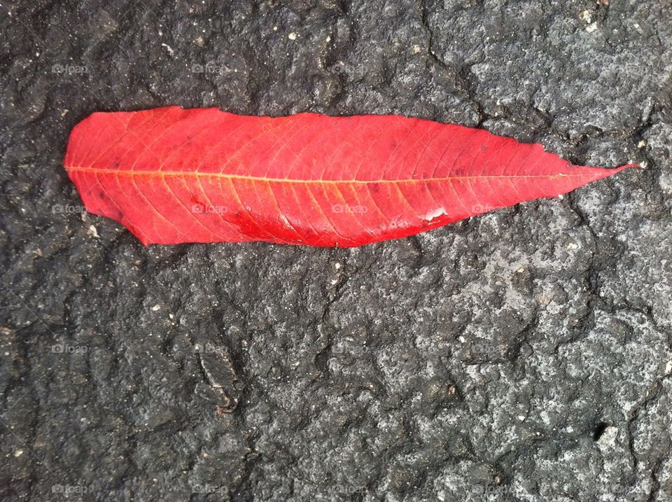 Red leaf on pavement