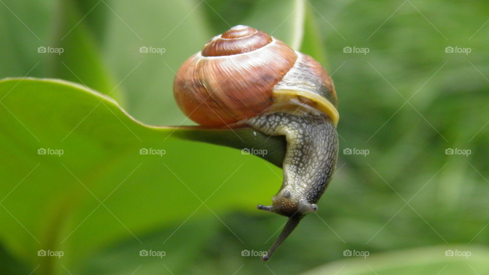 snail
