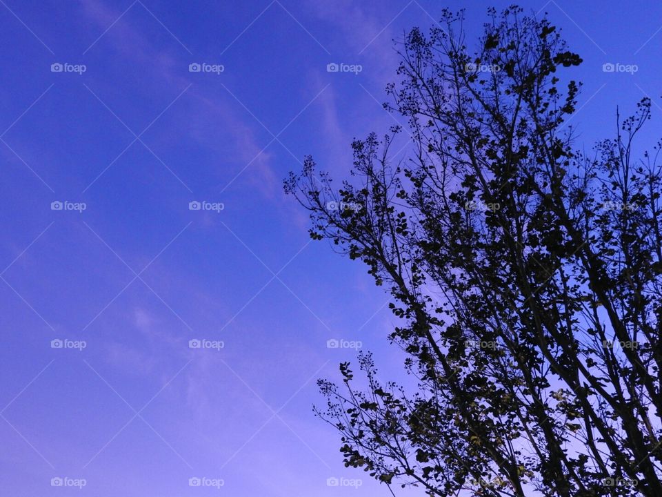 Tree silhouette against the evening sky