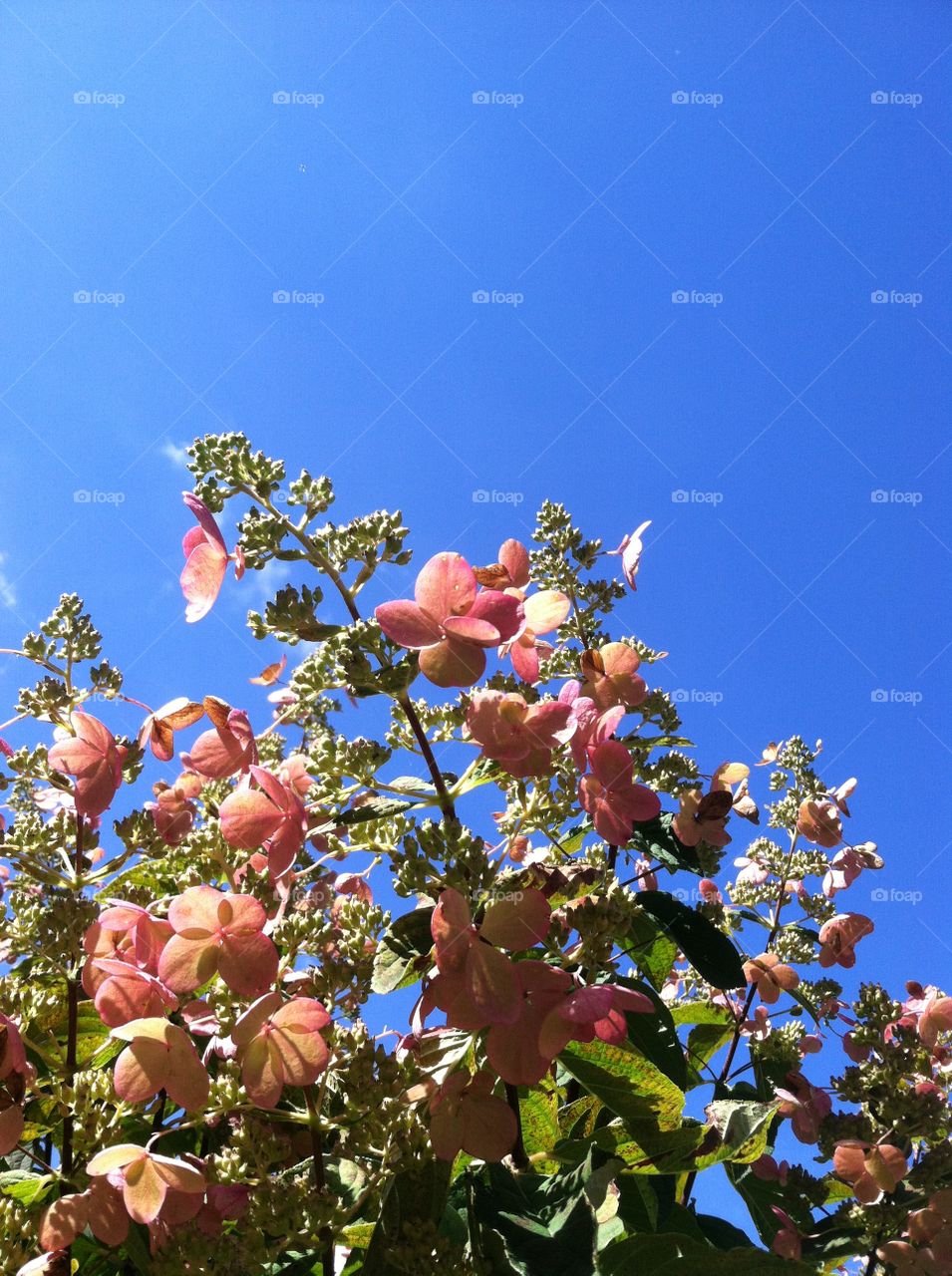 Pink flowers and blue sky 