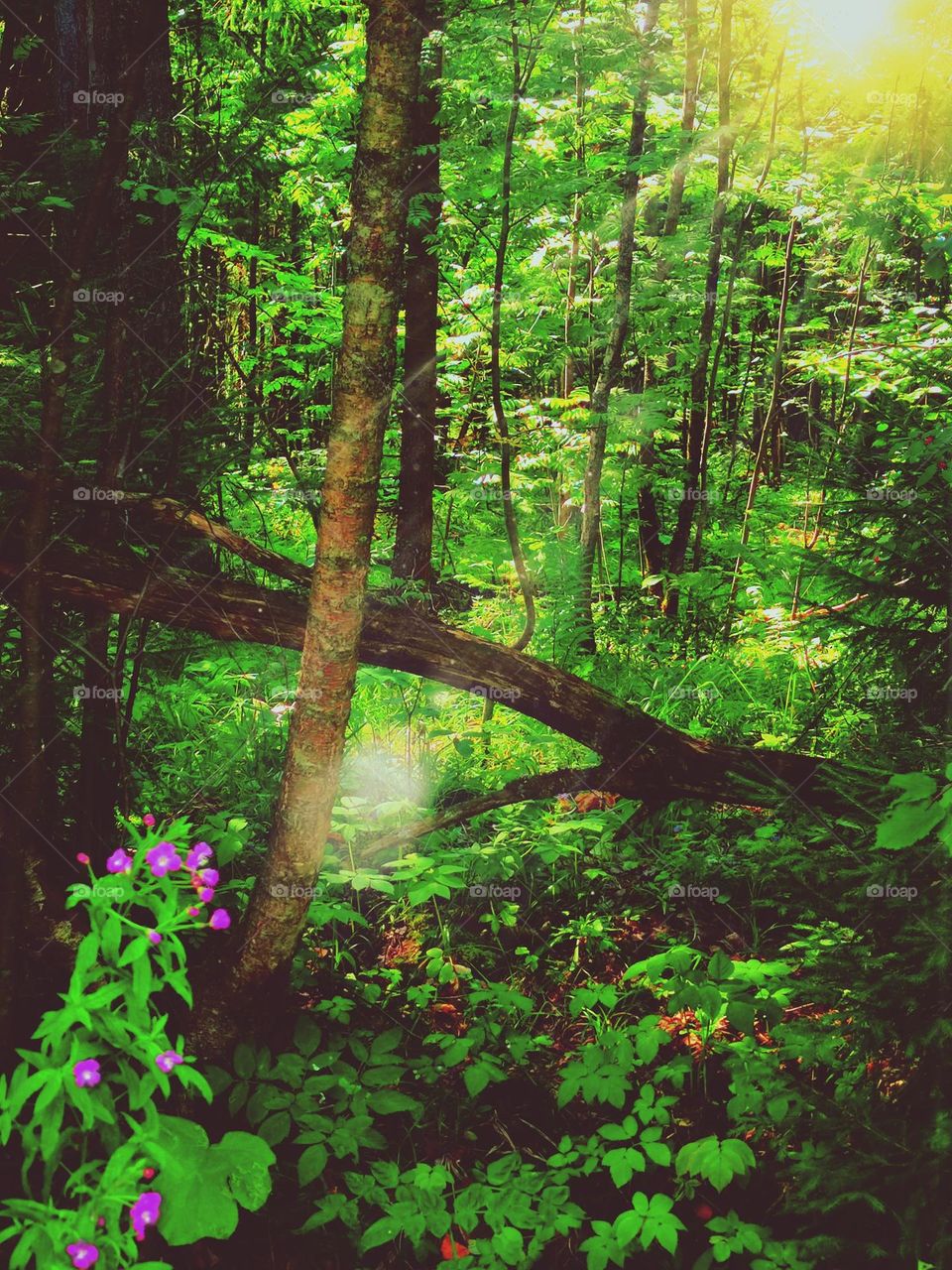 Magic forest at dawn.  The sun's rays hit the foliage through the dense tree branches