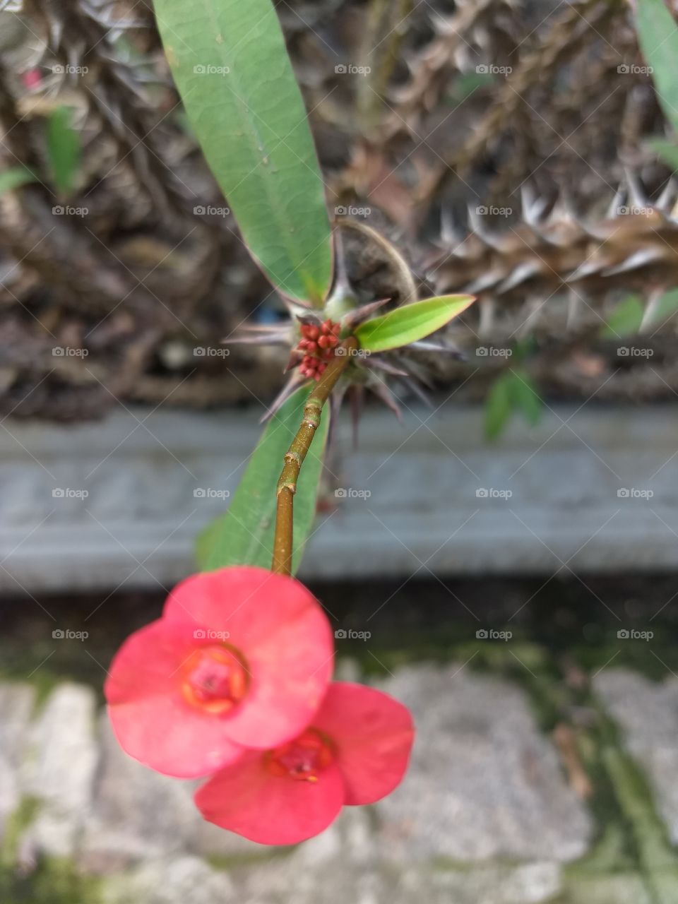 red Flower and thorns