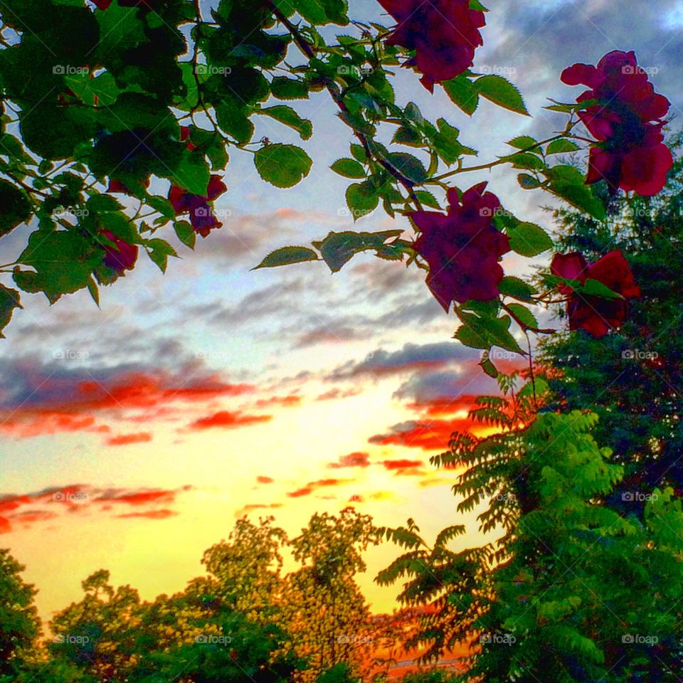 Roses are red . Beautiful sunset w roses 