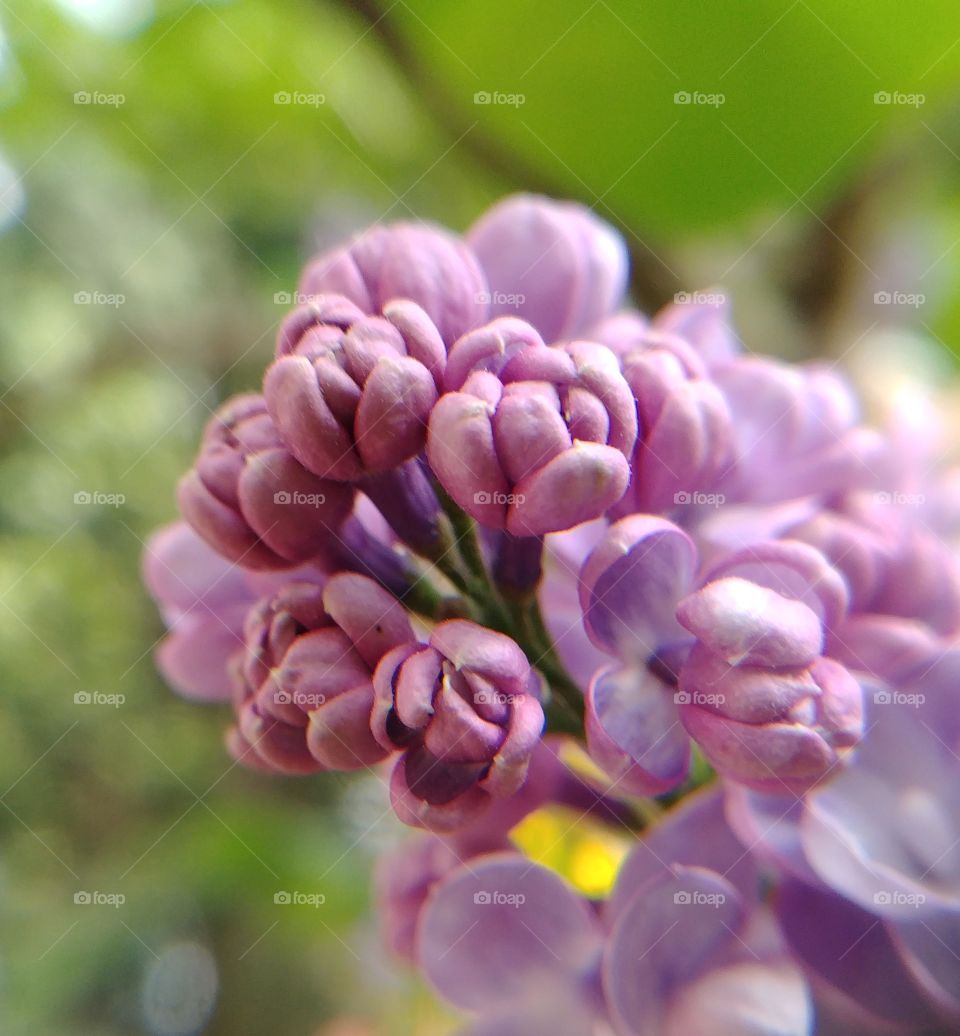 lila flower purple Flieder Blüten blühen Frühling spring Sommer