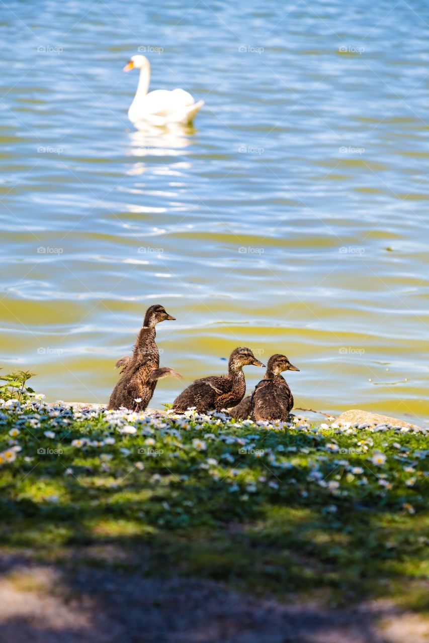 Bird babies