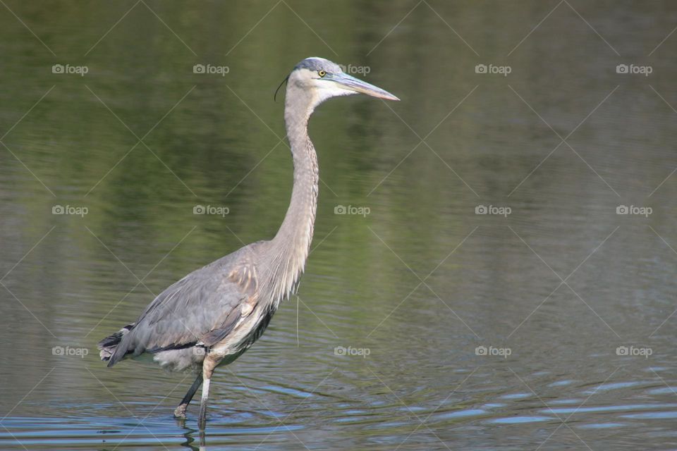 Great Blue Heron in Water