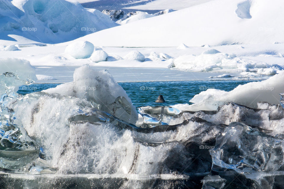 Seal in Jokulsarlon lake