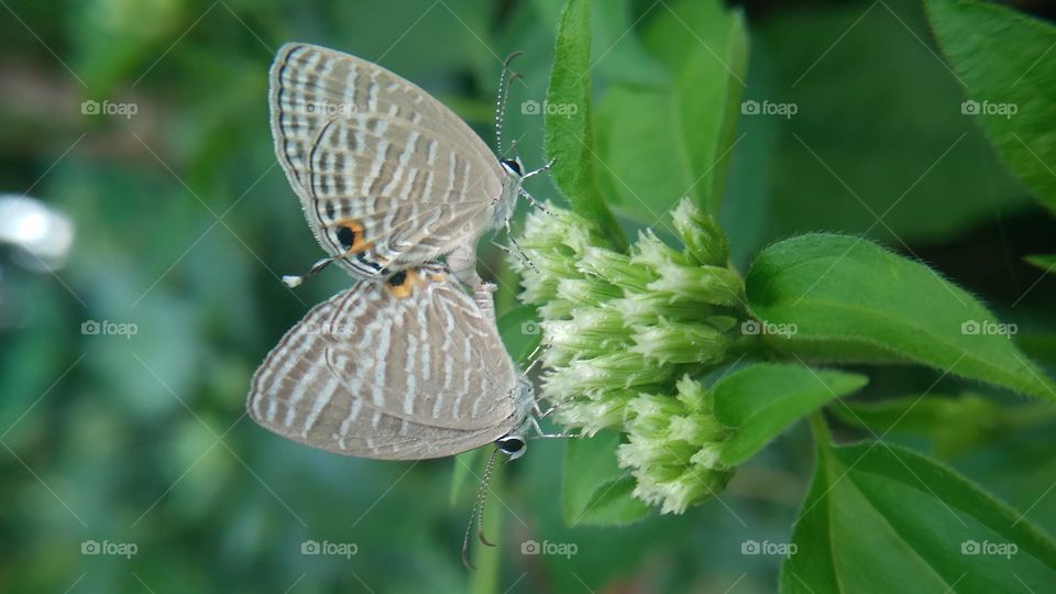 A pair of little butterflies making love on a blooming flower