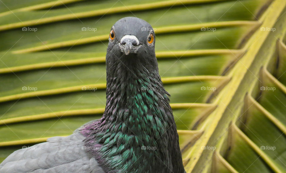 pigeon