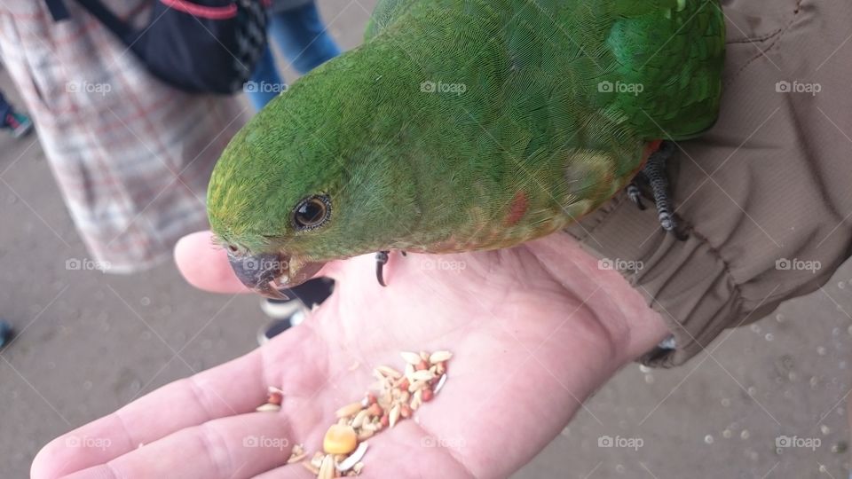 Parrot. Parrot on the Great Ocean Road