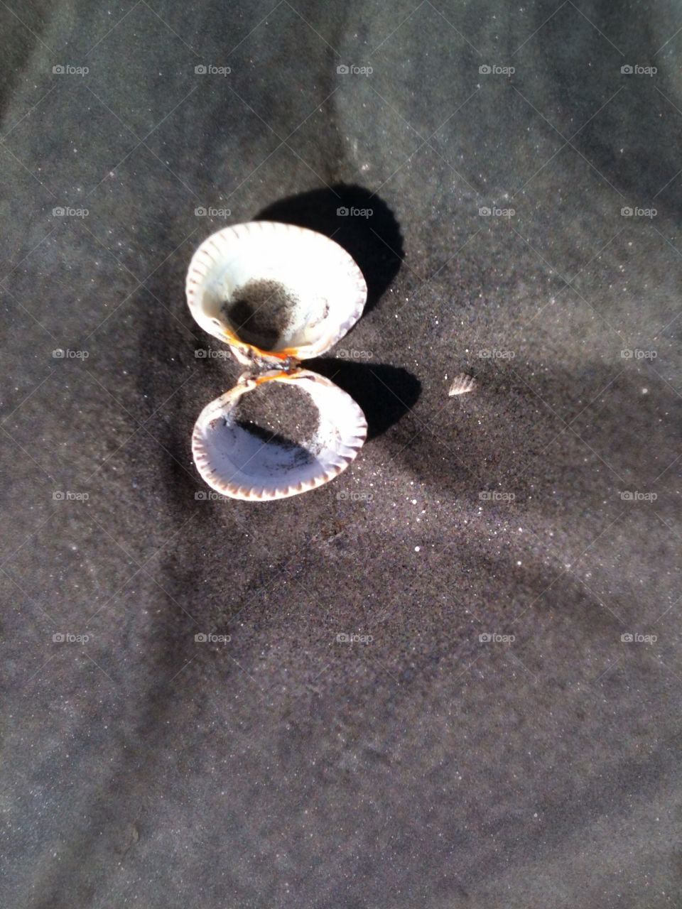 beach sand seashell hjärtmussla. by lenacarlsson