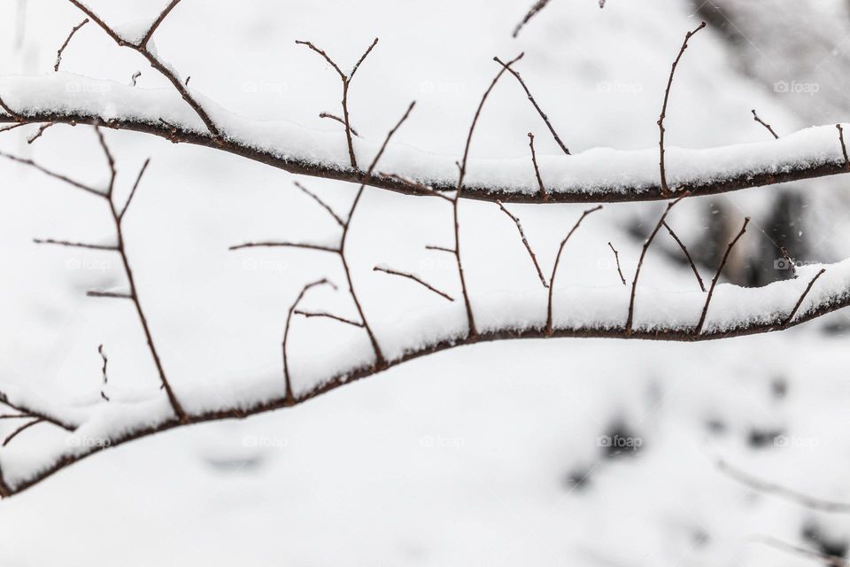 tree branches with snow