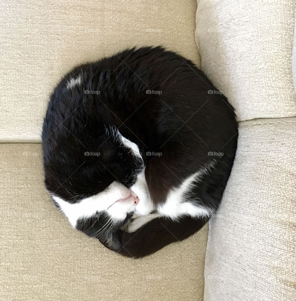 Cat in circle