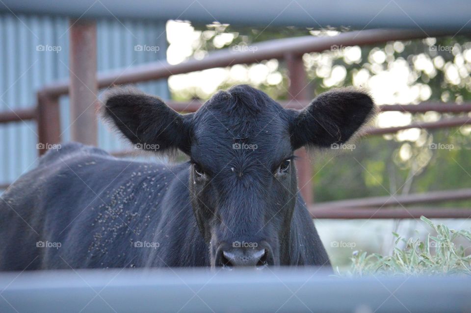 Portrait of a cow