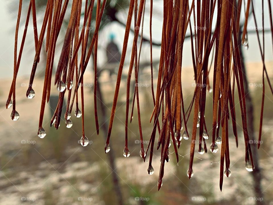 Liquid is cool - Crystal clear dew drops hang from the end of vertical aligned pine needles