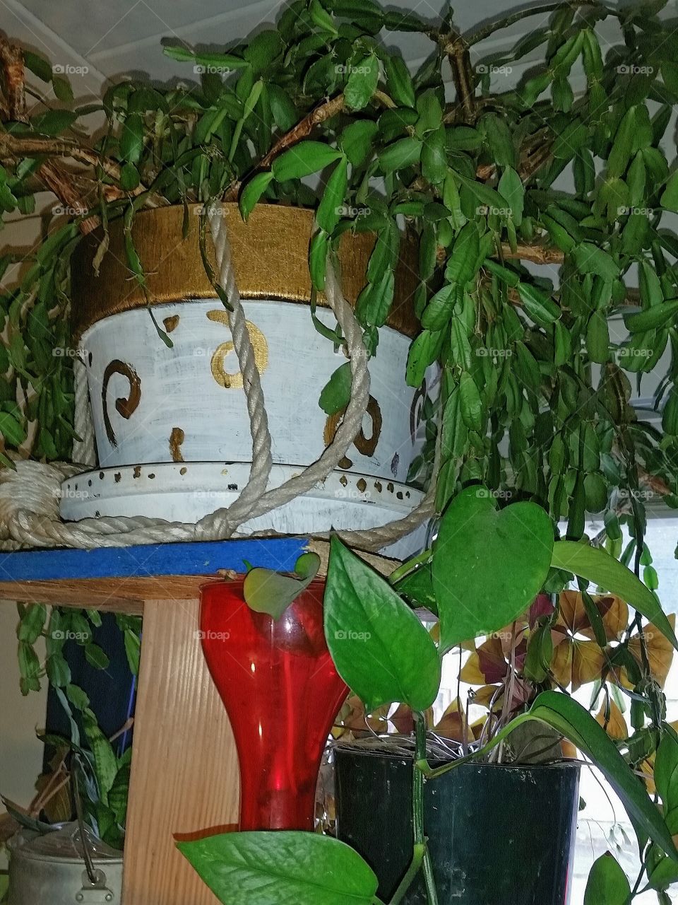houseplants in pots