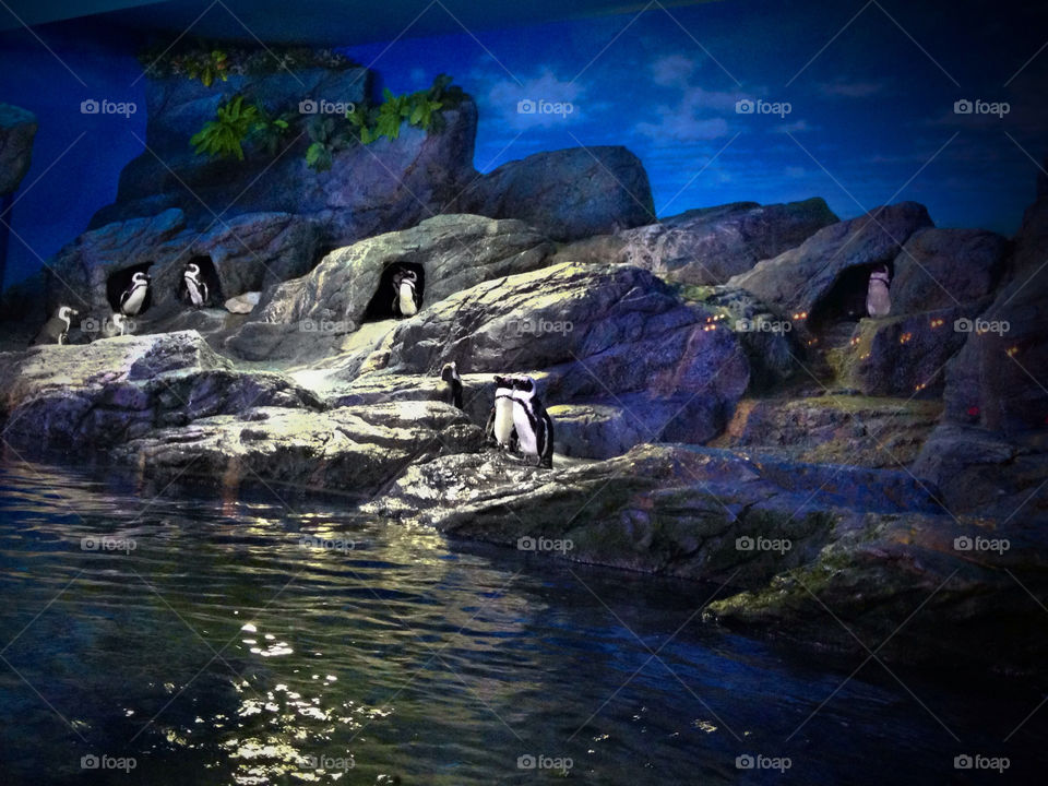 birds bangkok black and white penguin by monkibuns