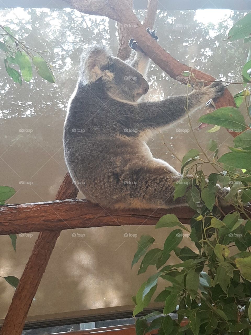 koala