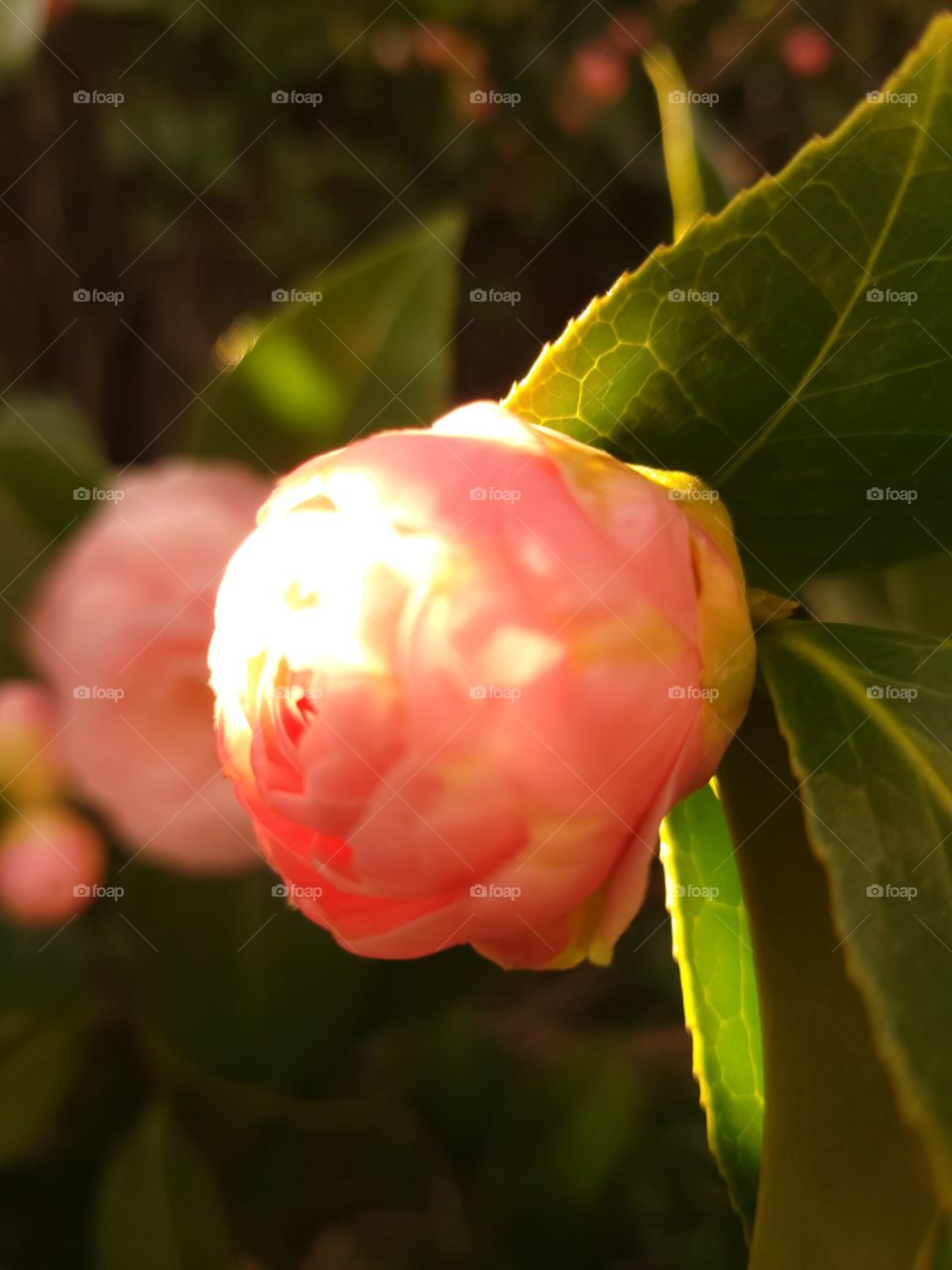 camellia flower in the sunlight