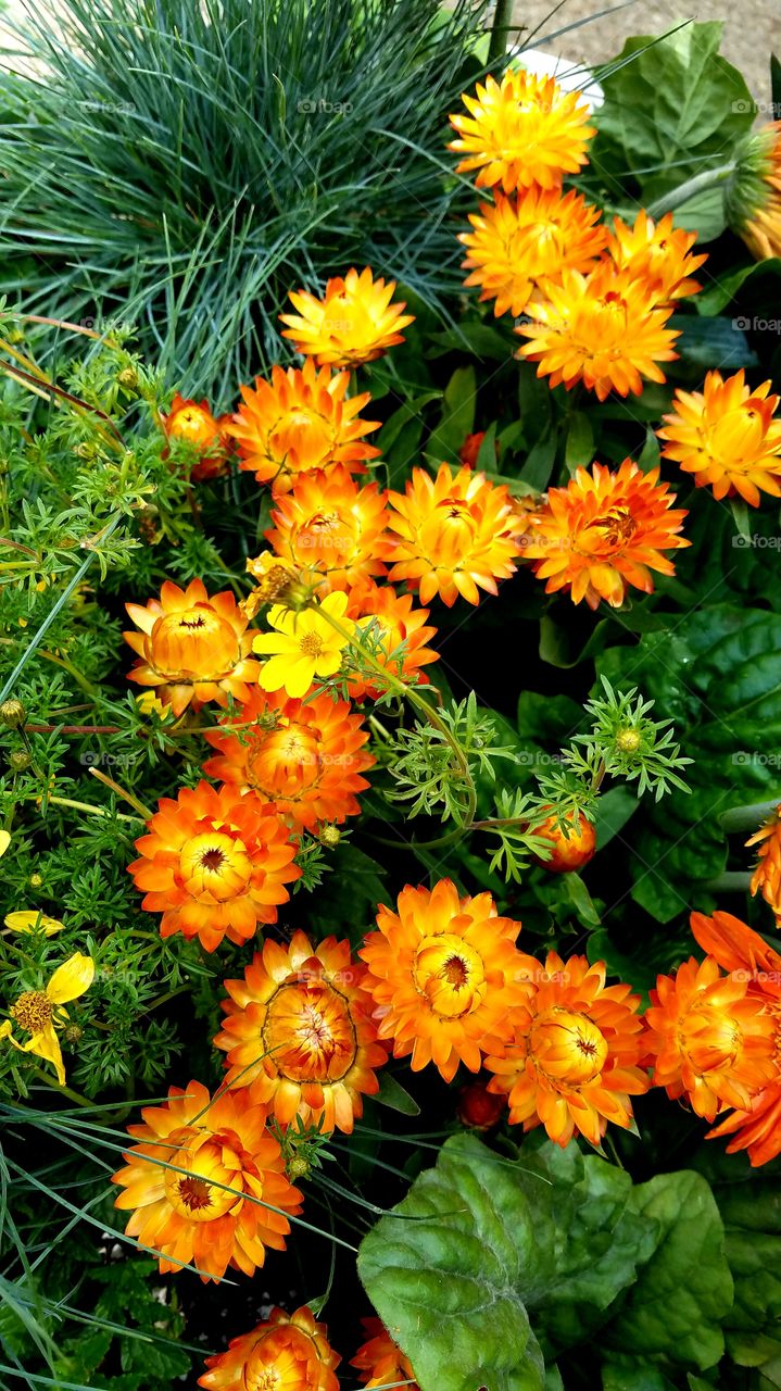 Colorful orange straw flowers in a green garden