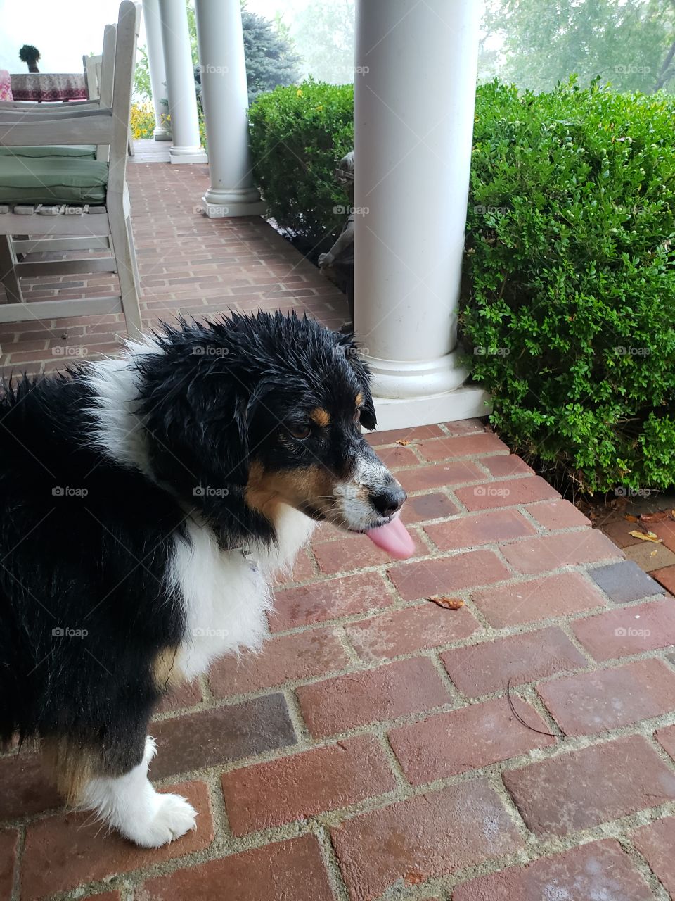 Wet dog tongue out