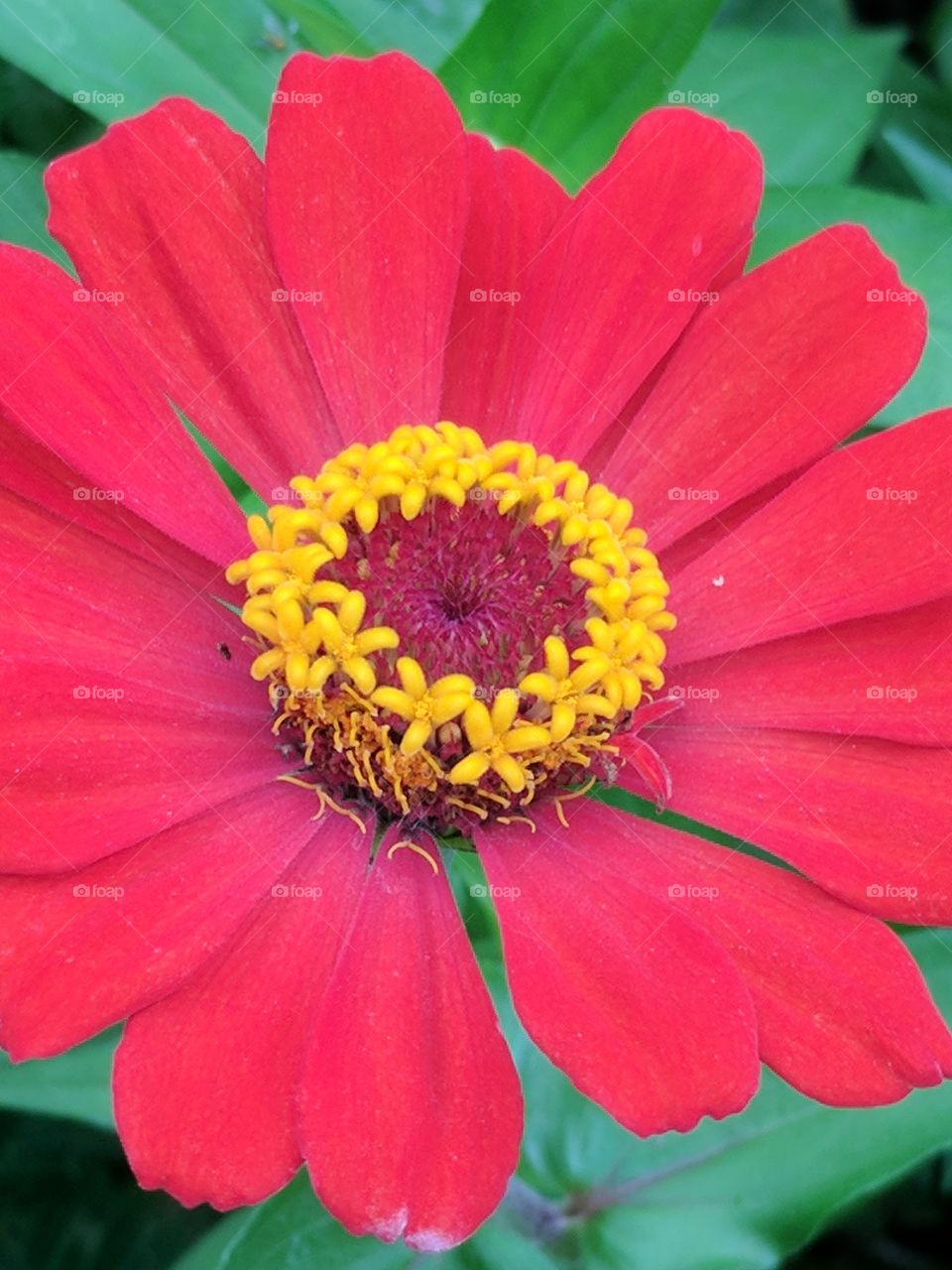 flowers within a flower