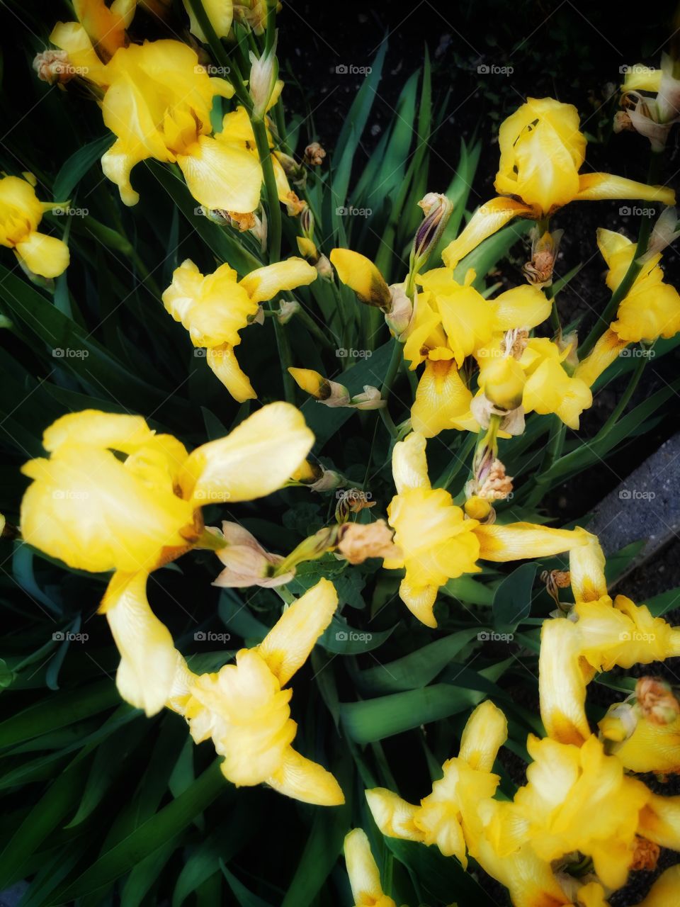 Color day outdoor nature greens wild street outdoor plant flower beauty