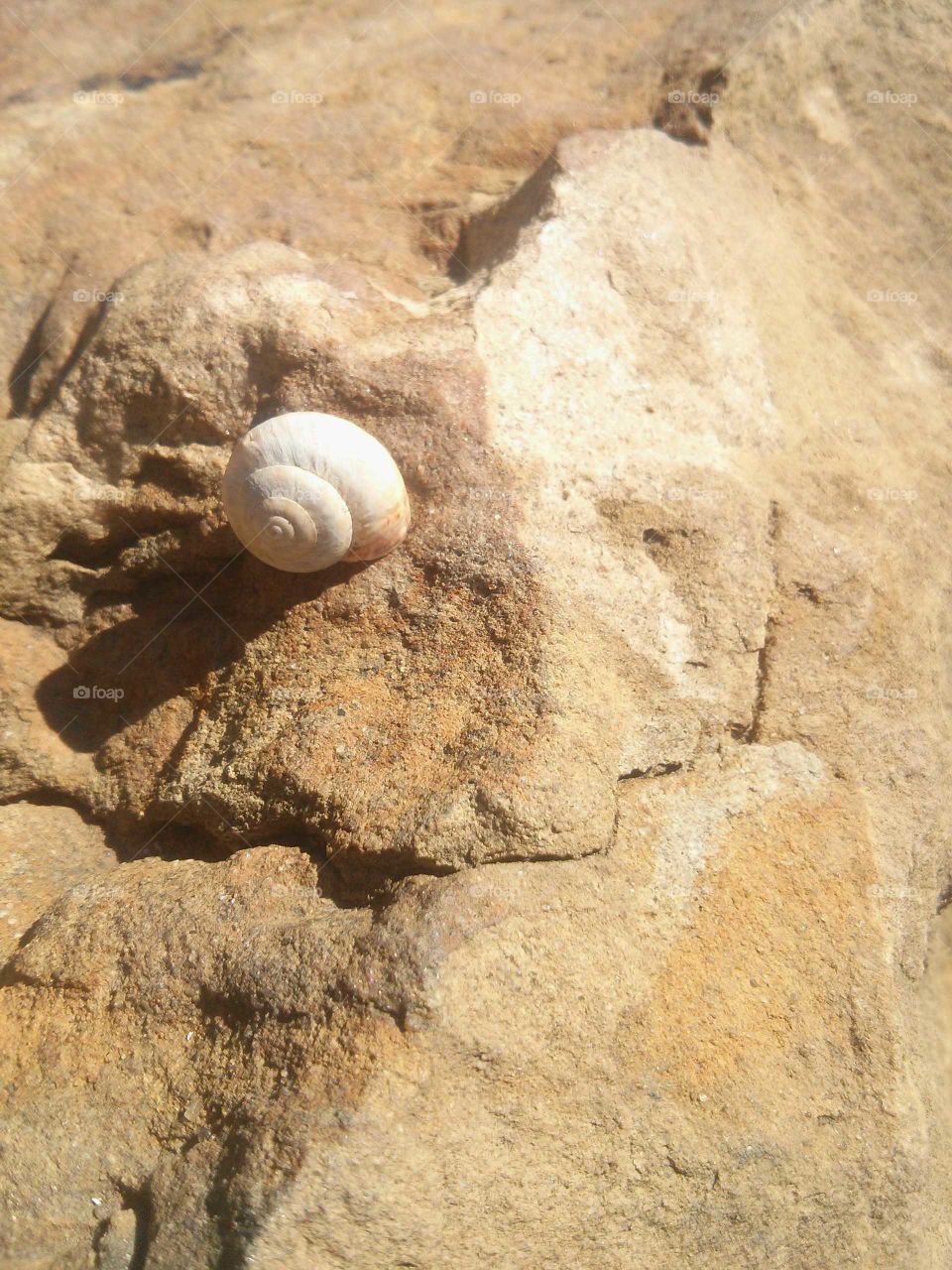 sea shell on a rock