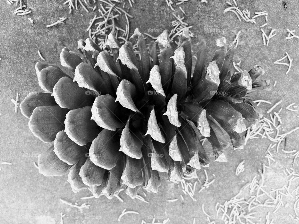 Pine cone 