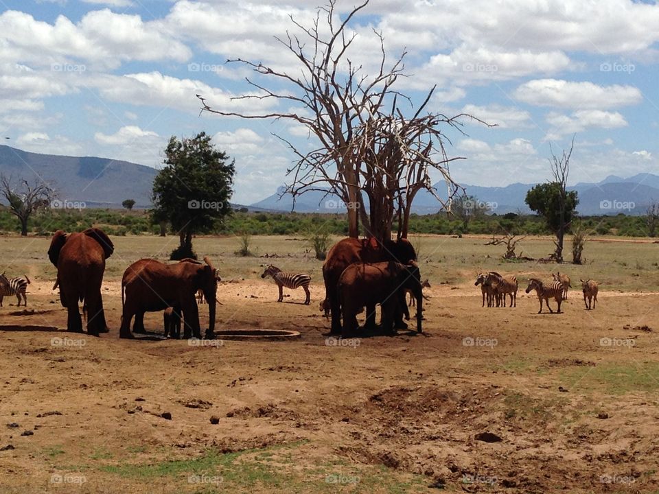 Elephants in Kenya