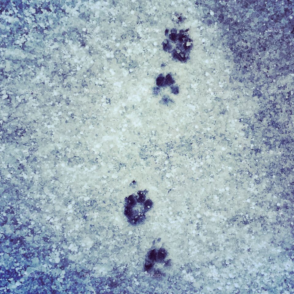 Paw print on snow