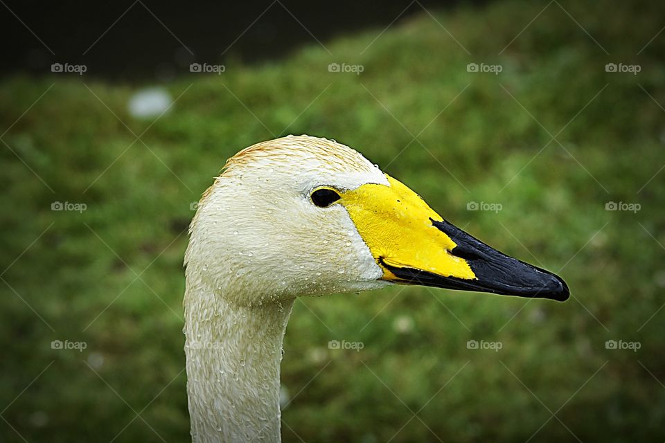Head only side profile portrait of a male Whooper Swan.