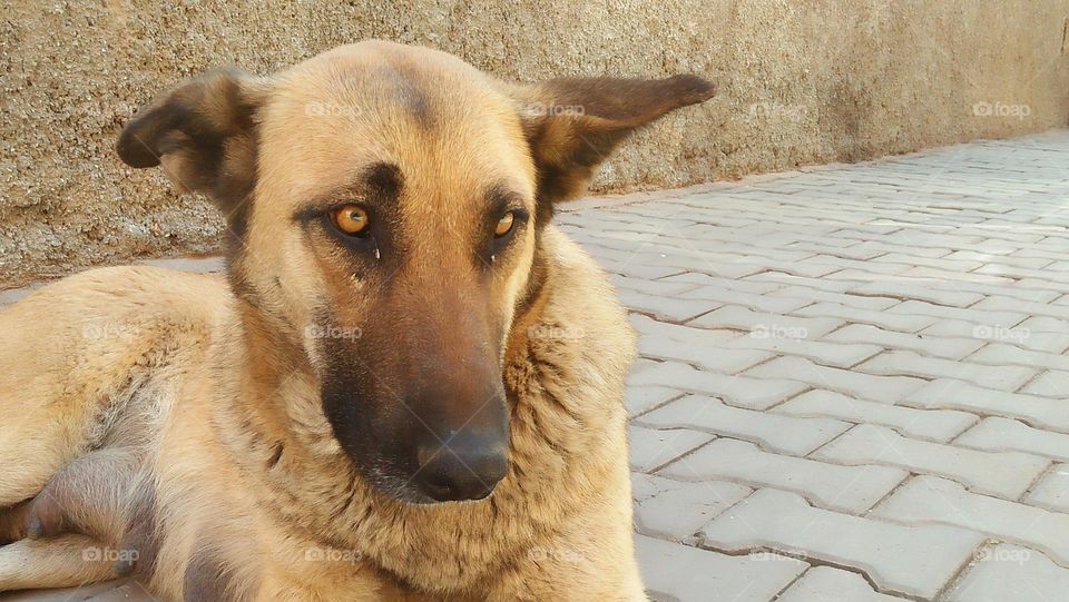 Brown dog looking at camera.