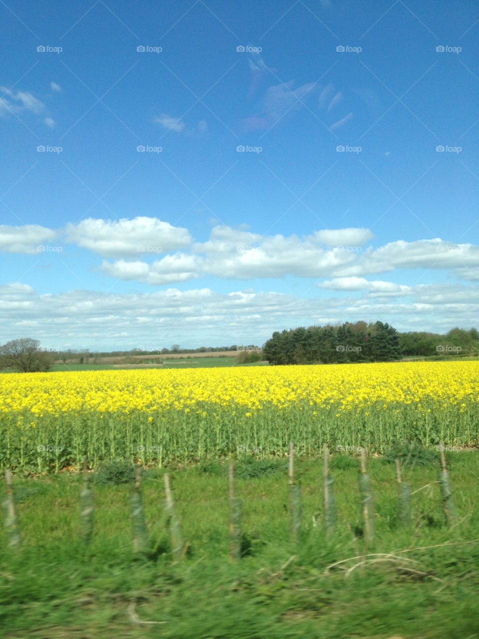 Sunlight over ripening crop