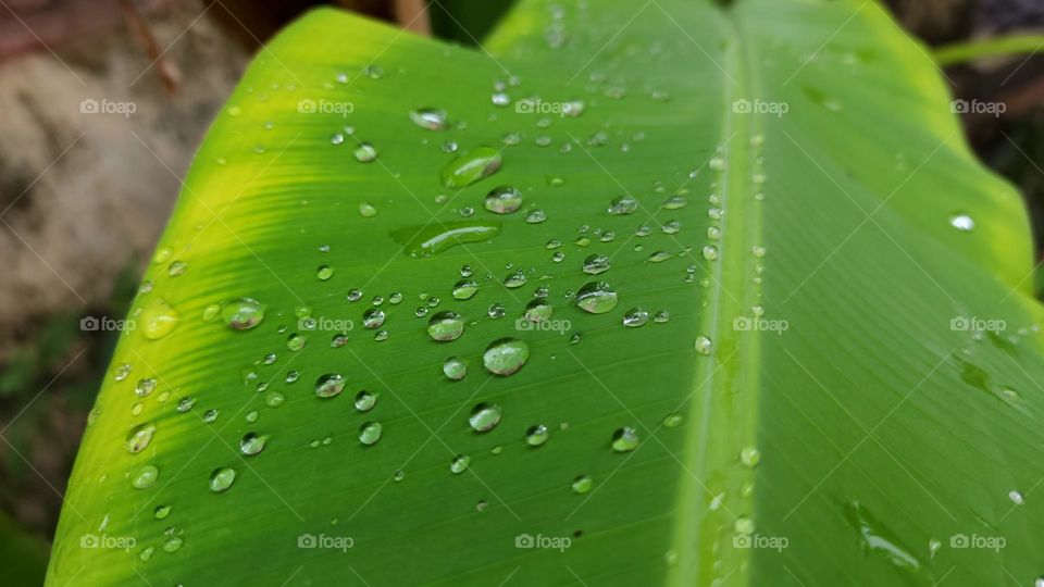 rain drops in leaf