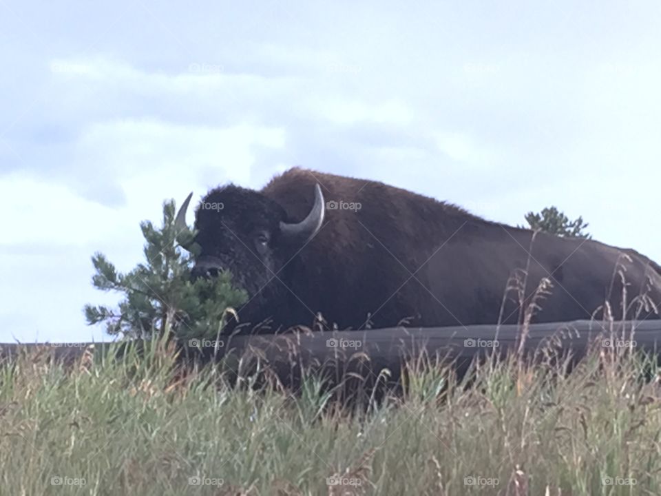 Bison out for a snack