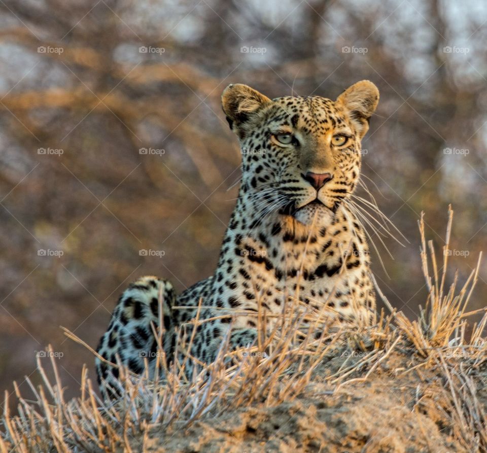 Leopard on termite mound
