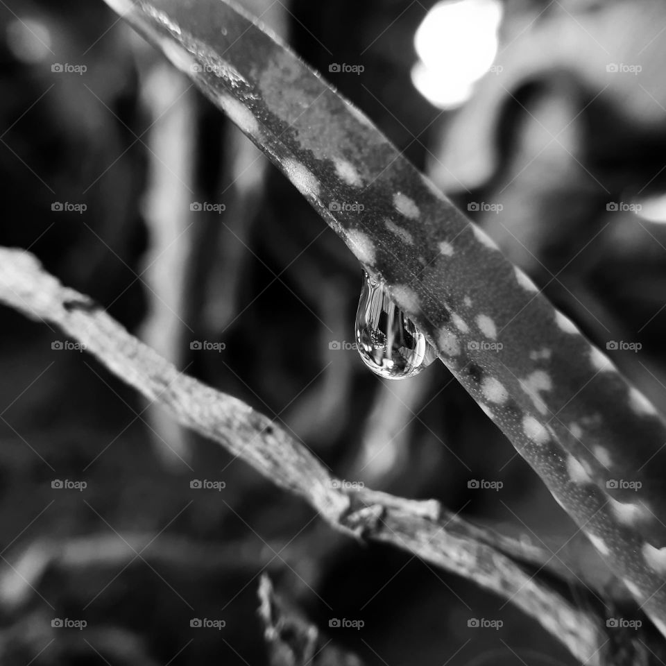 black and white photography of waterdrop 💧