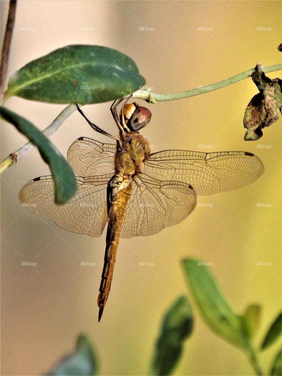 a captivating dragonfly