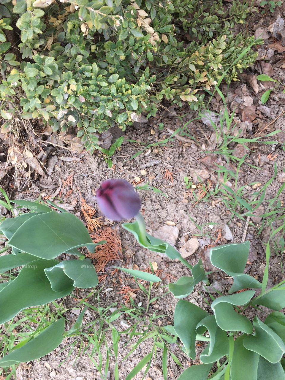 Purple Blooming Tulip
