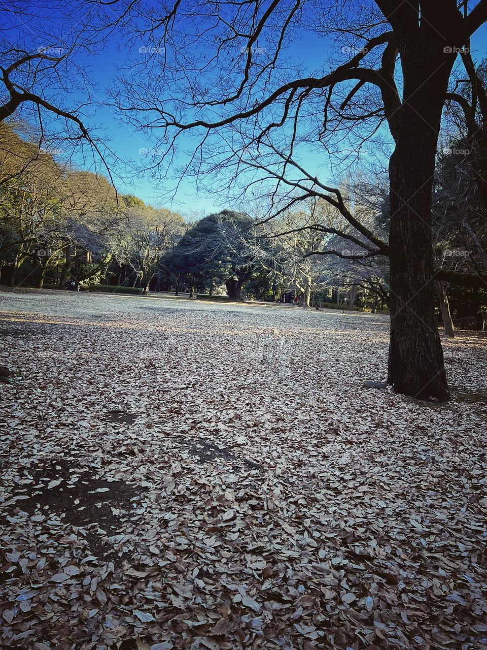 beautiful autumn season landscape